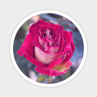 Rose in Spring Magnet